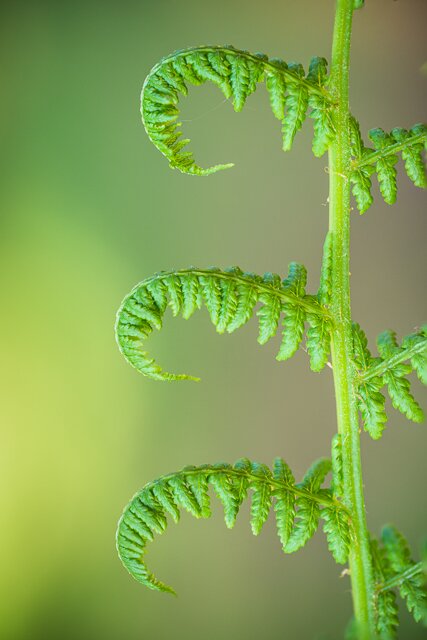Rückbildungsübungen - Beckenbodentraining